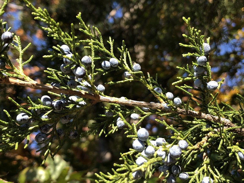 Cedro