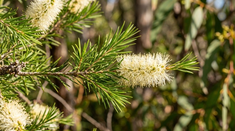 Melaleuca (Tea Tree)