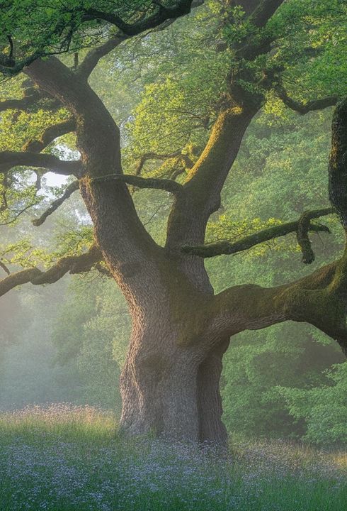 Shinrin-Yoku Floresta